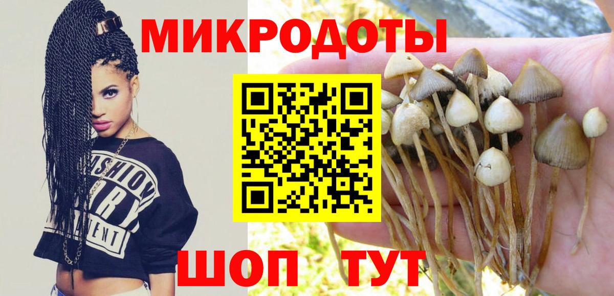Псилоцибиновые грибы Psilocybine cubensis Россия